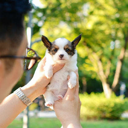 Papillon - Siyo (Male)