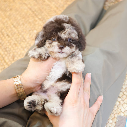 Poodle - Cocoa (Male) $4200