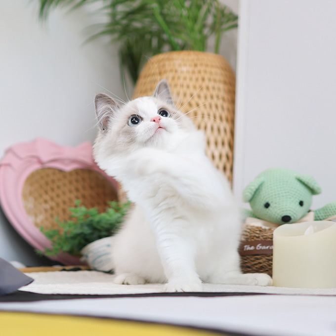 Ragdoll - Bambi (Female)