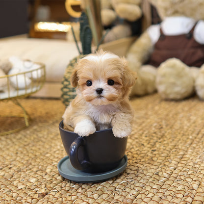 Maltipoo - Nanhwa (Female) $3200