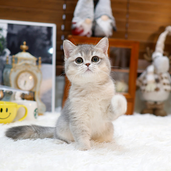 British Shorthair - Syuga (Female)