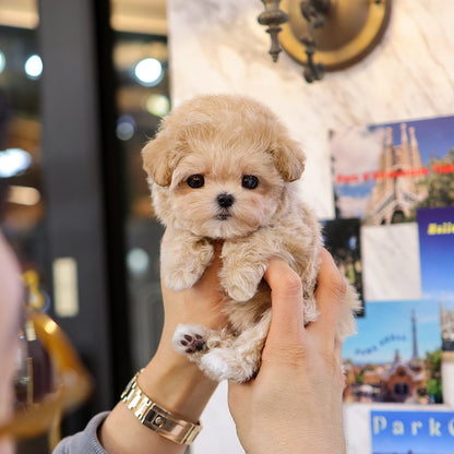 Maltipoo - Geobong (Female) $2800