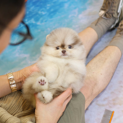 Pomeranian - Koa (Female) $6000