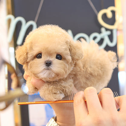 Poodle - Aengdoo (Female)