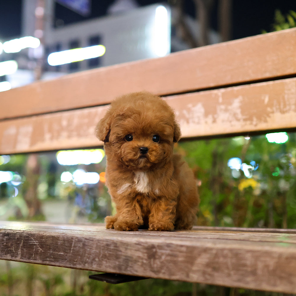 Poodle - Yeondubu (Male) $4800