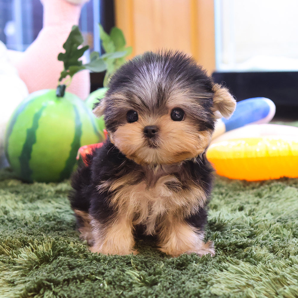 Yorkshire Terrier - Ttalgi (Male) $2400