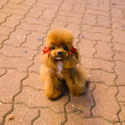 poodle - Darong (Male) $3400