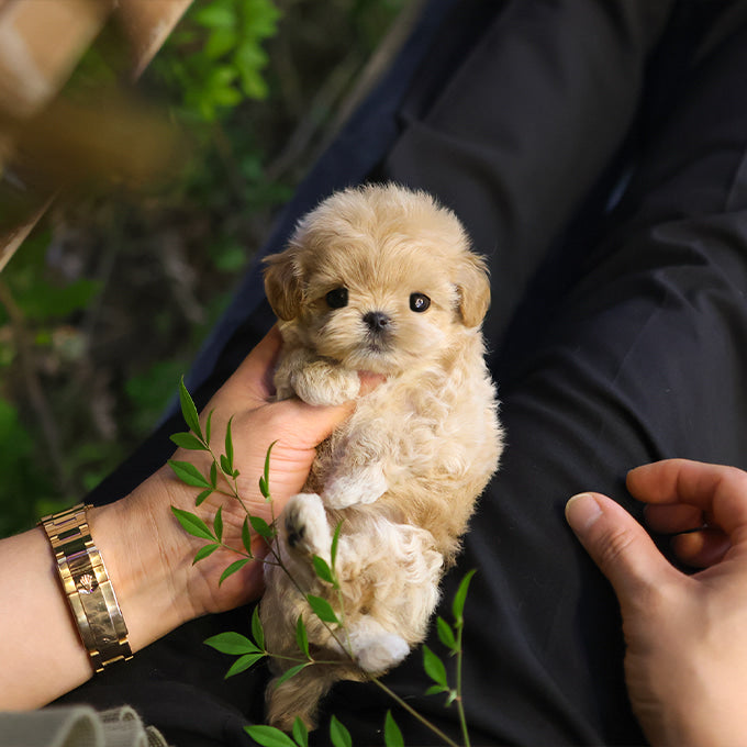 Maltipoo - Buddy (Female)