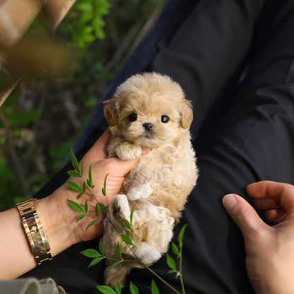 Maltipoo - Buddy (Female)