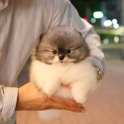 Pomeranian - Thra (Male)