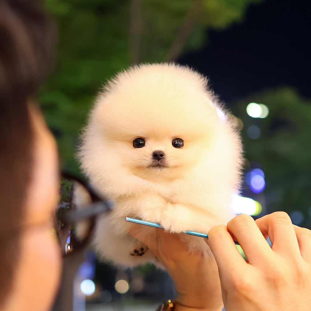 Pomeranian - Saerom (Female) $2400