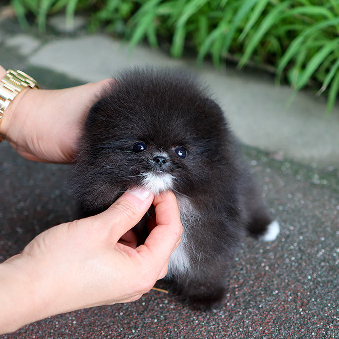 Pomeranian - Rachi (Female)