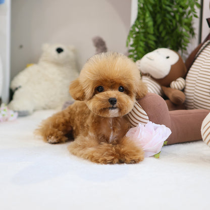 Poodle - Atti (Female) $3700