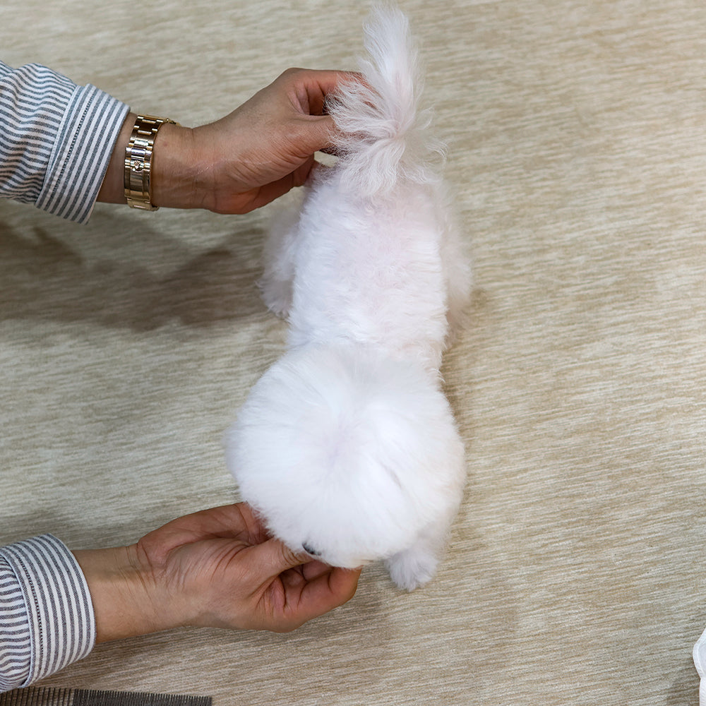 Bichon Frise - Yeongja (Female) $2800