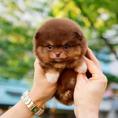 Pomeranian - Pini (Female)