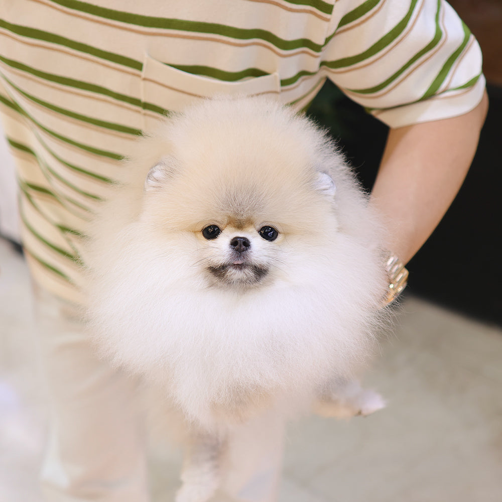 Pomeranian - Miwoo (Female) $9400