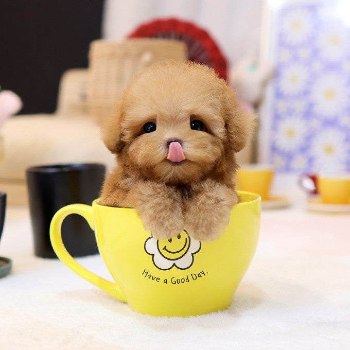 Poodle - Gwangmu (Male)