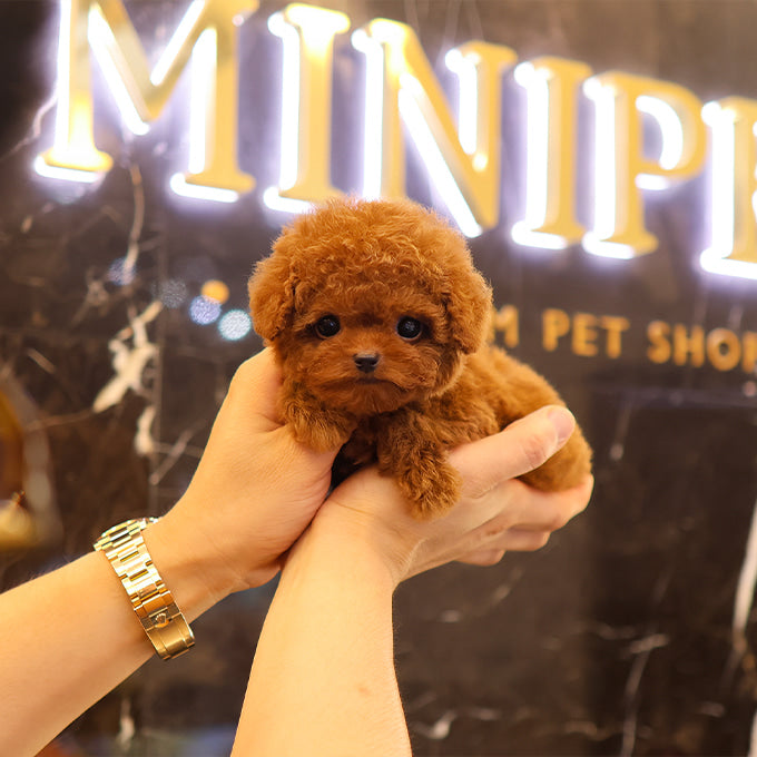 Poodle - Jina (Female)