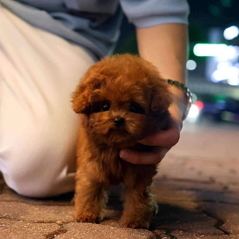 Poodle - Meongmul (Male) $4200