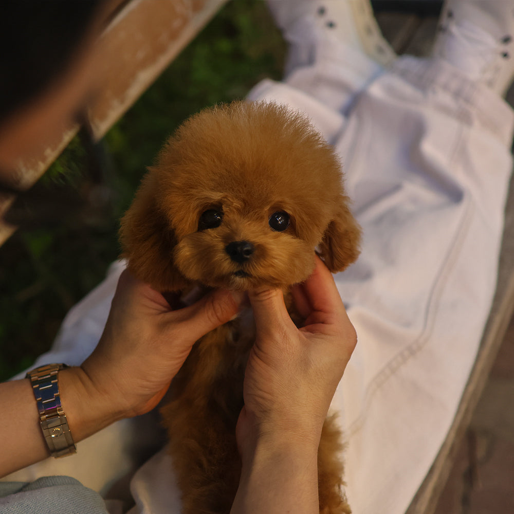 Poodle - Dudu (Male) $2000