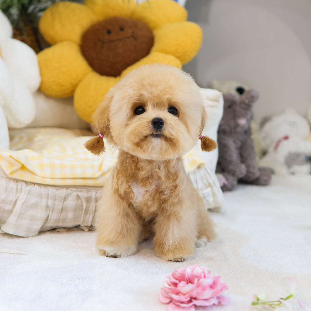 Poodle - Pongki (Female) $3000