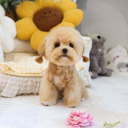 Poodle - Pongki (Female) $3000