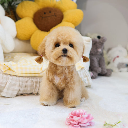 Poodle - Pongki (Female) $3000