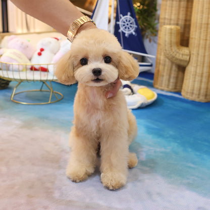 Poodle - Bomi (Female) $4000