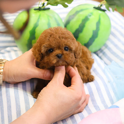 Poodle - Kuri (Male)