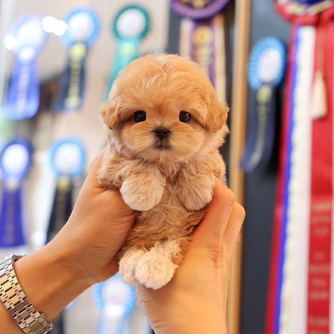 Maltipoo - Bokseul (Male)