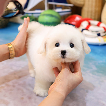 Coton de Tulear -Ttoyang (Male) $4200