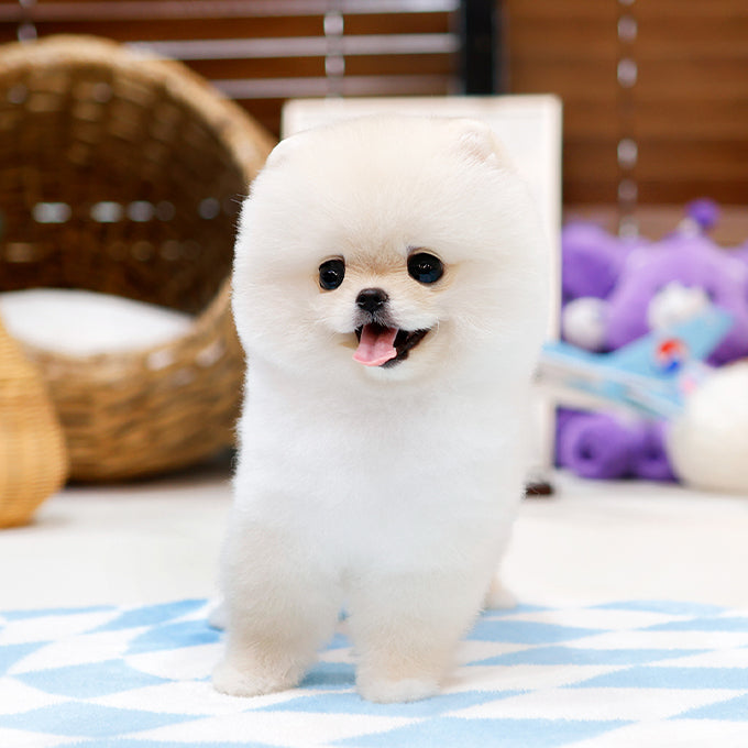 Pomeranian - Haepi (Female)