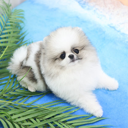 Pomeranian - Chaechae (Male)