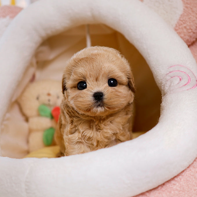 Maltipoo - Sunjji (Female)