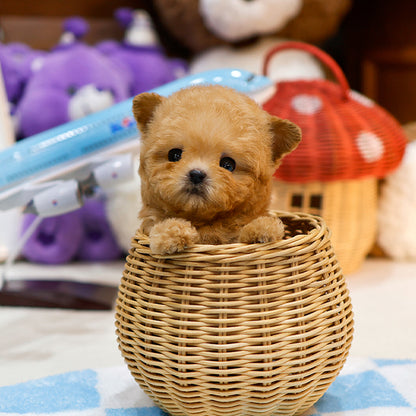 Poodle - Kongsun (Female)