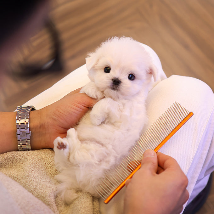 Maltese - Gyeongdan (Male)