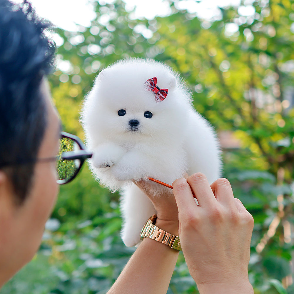 Pomeranian - Tori (Female) $2400