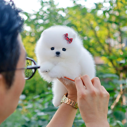 Pomeranian - Tori (Female) $2400