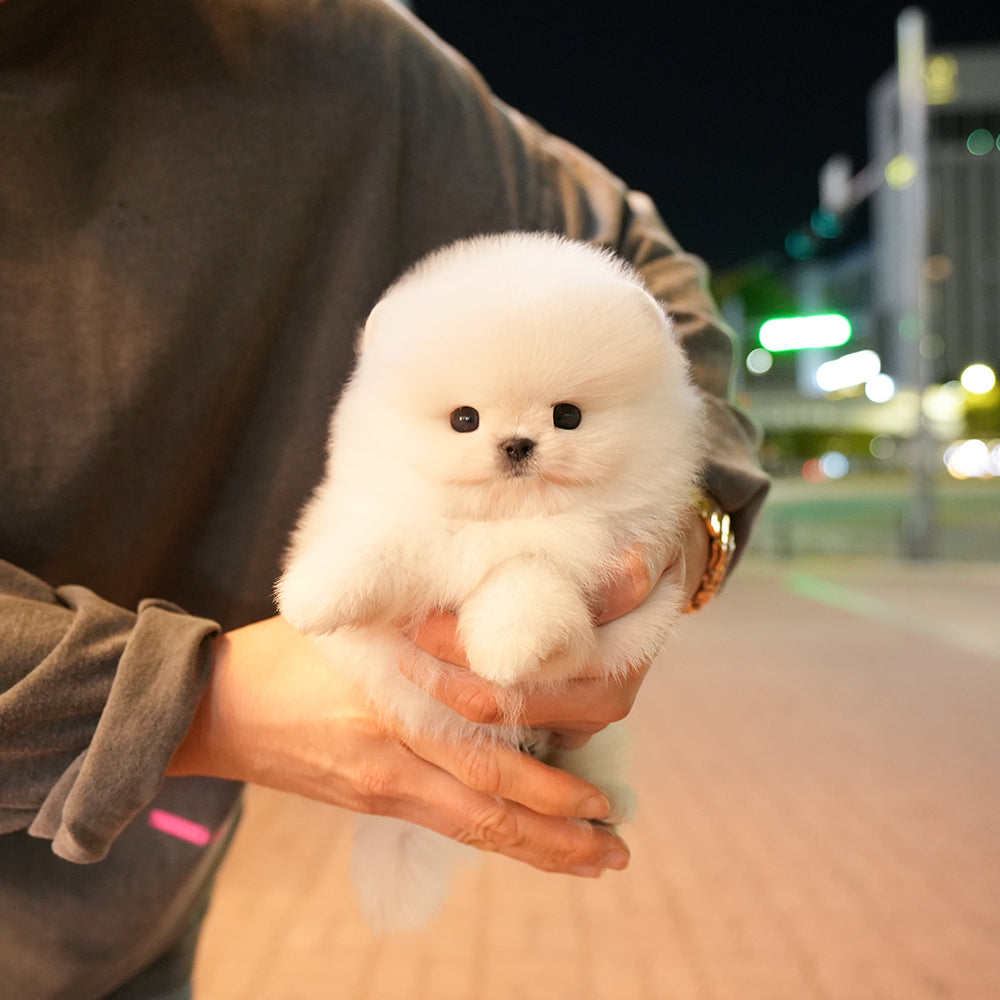 Pomeranian - Pposong (Male) $2400