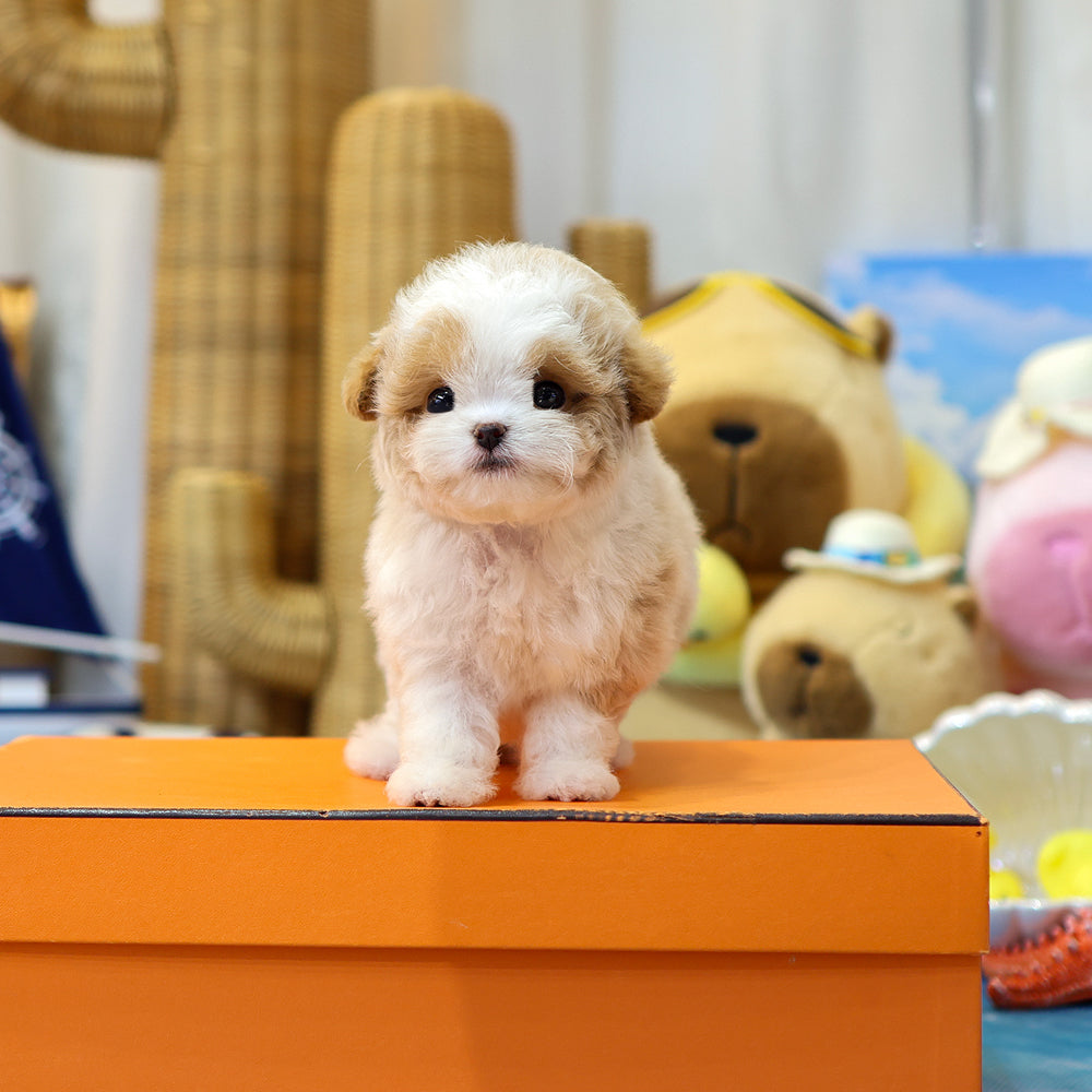 Poodle - Allok (Female) $6300