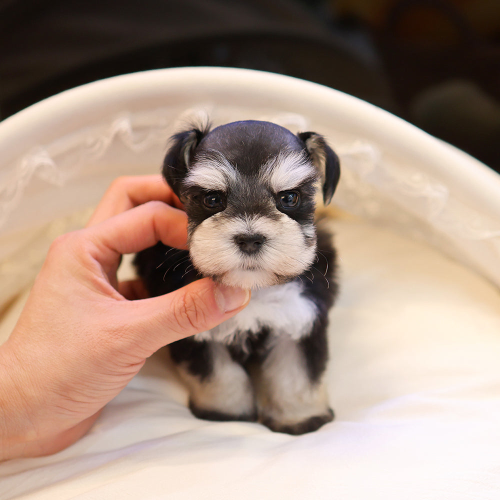 Schnauzer - Dure (Female) $2700