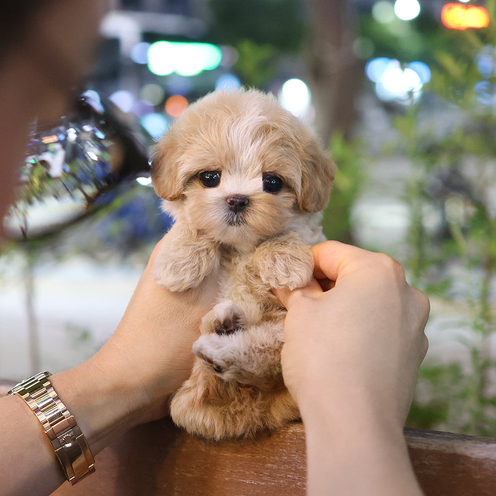 Maltipoo - Tori (Female)$3000