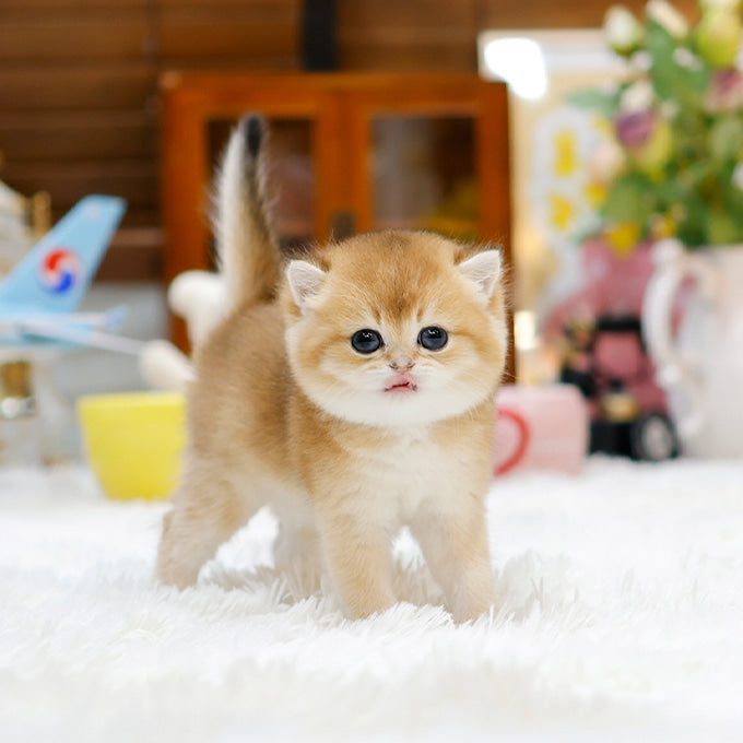 British Shorthair - Dongsun (Female)