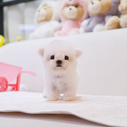 Bichon Frise - Kkorong (Male) $4000
