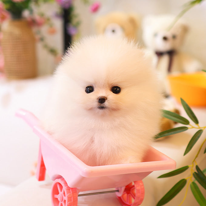Pomeranian - Boke (Female)