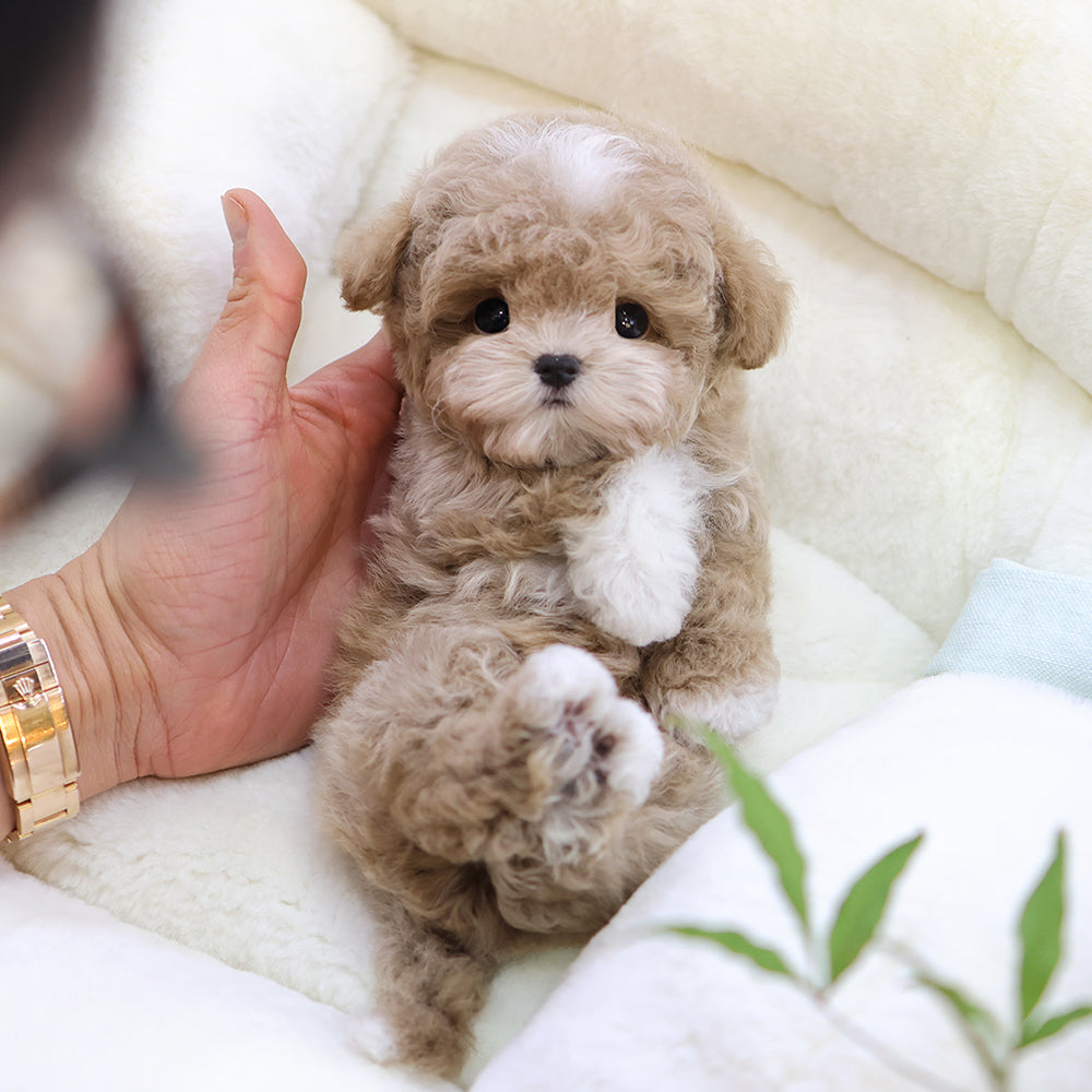 Poodle - Remon (Male)