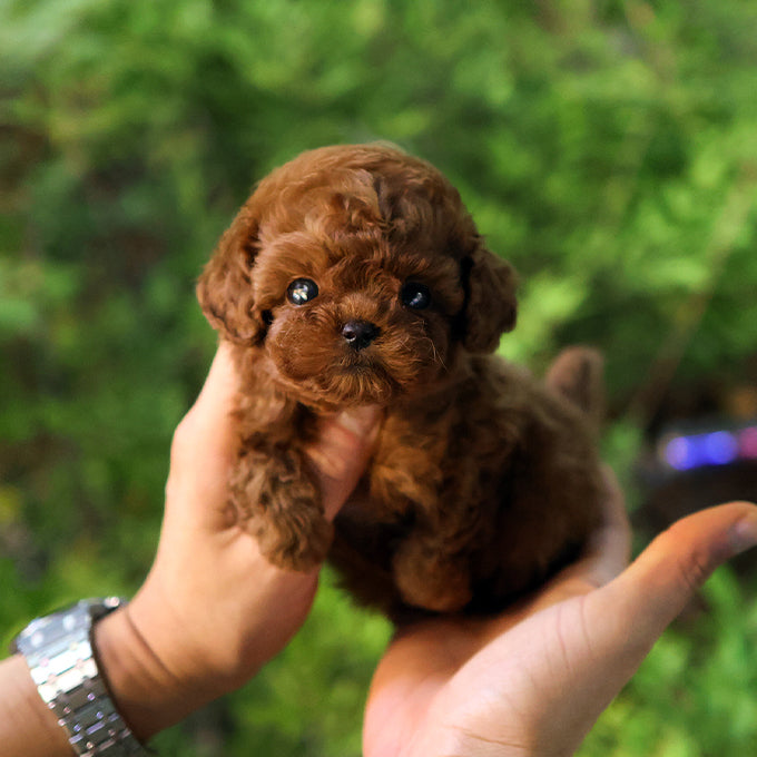 Poodle - Danggo (Female)