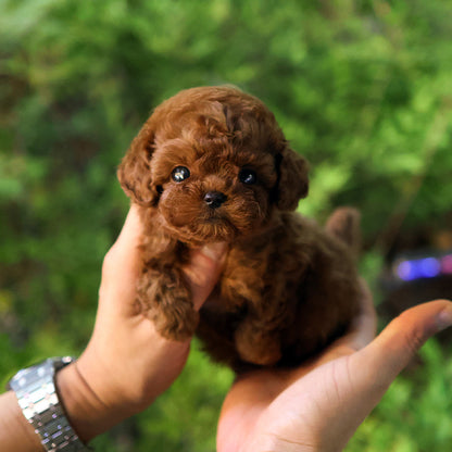 Poodle - Danggo (Female)