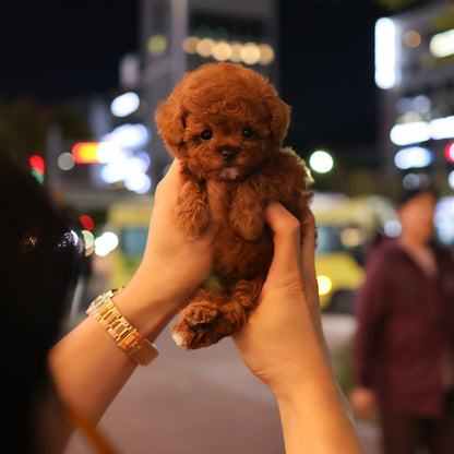 Poodle - Ttori (Female) $2500