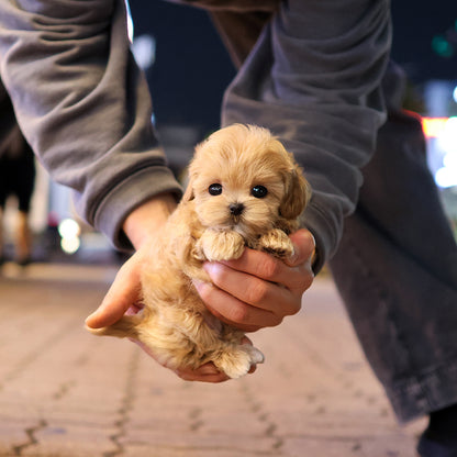 Maltipoo - Muhwagwa (Female) $2300